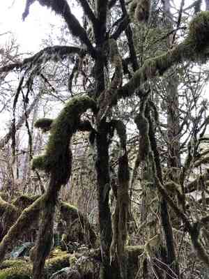 Pacific yew(Taxus brevifolia)