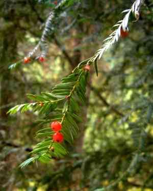 Pacific yew(Taxus brevifolia)