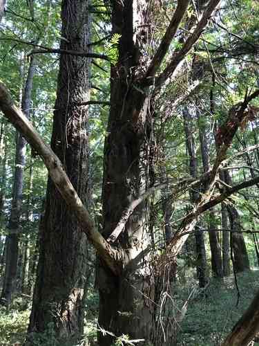 Pacific yew(Taxus brevifolia)