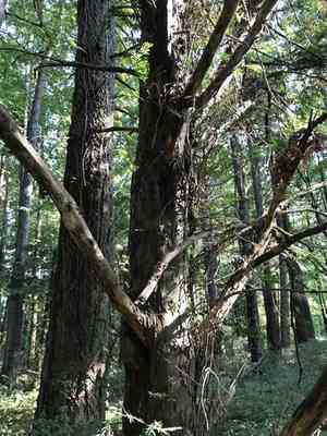 Pacific yew(Taxus brevifolia)