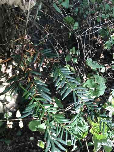 Pacific yew(Taxus brevifolia)