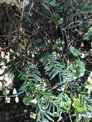 Pacific yew(Taxus brevifolia)