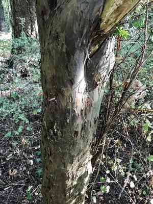 Pacific yew(Taxus brevifolia)
