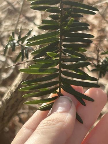Japanese yew