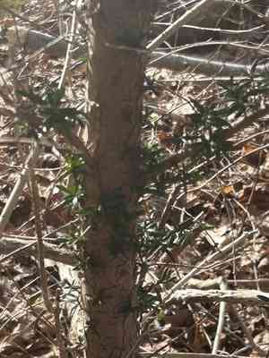 Japanese yew(Taxus cuspidata)