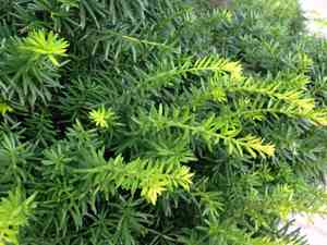 Japanese yew(Taxus cuspidata)