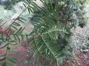 Japanese yew(Taxus cuspidata)
