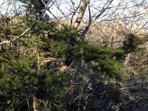 Japanese yew(Taxus cuspidata)