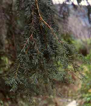 Yews (Taxus)(Taxus)