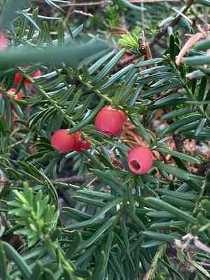 Yews (Taxus)(Taxus)