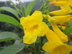 Chestnutleaf trumpetbush(Tecoma castanifolia)