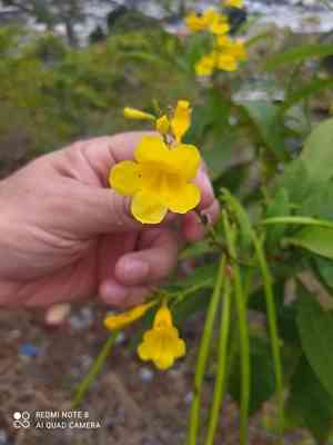 Chestnutleaf trumpetbush(Tecoma castanifolia)
