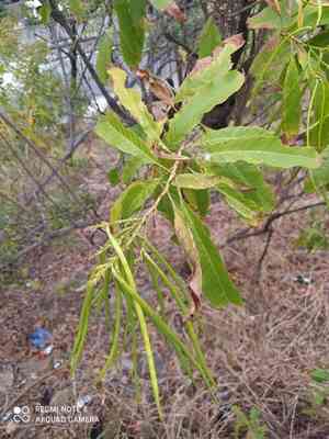 Chestnutleaf trumpetbush(Tecoma castanifolia)