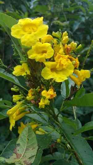 Chestnutleaf trumpetbush(Tecoma castanifolia)