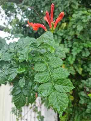 Tecomaria capensis(Tecomaria capensis)