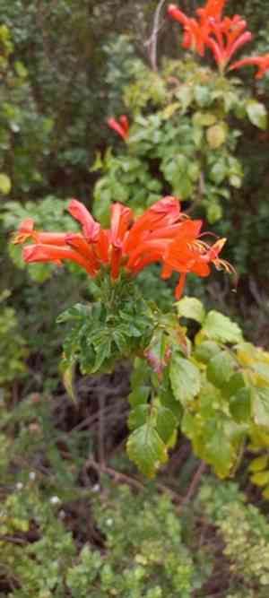 Tecomaria capensis(Tecomaria capensis)