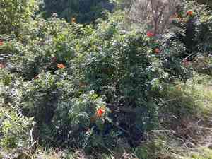 Tecomaria capensis(Tecomaria capensis)