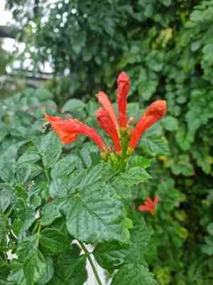 Tecomaria capensis(Tecomaria capensis)