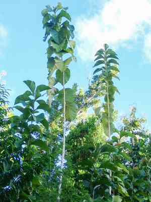 Teak(Tectona grandis)