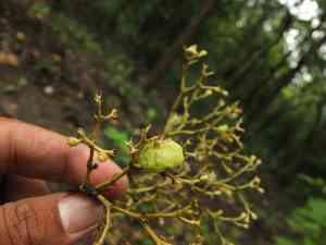Teak(Tectona grandis)