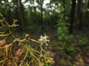 Teak(Tectona grandis)