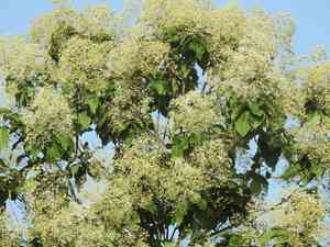 Teak(Tectona grandis)