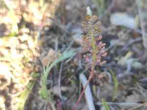 Lesser shepherdscress(Teesdalia coronopifolia)