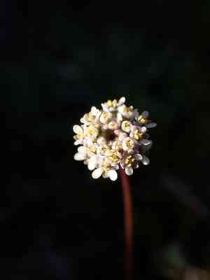 Lesser shepherdscress(Teesdalia coronopifolia)