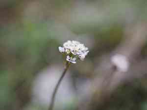 Lesser shepherdscress(Teesdalia coronopifolia)