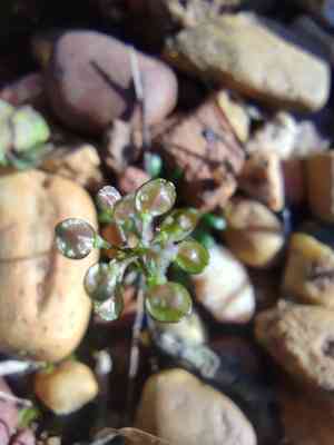 Lesser shepherdscress(Teesdalia coronopifolia)