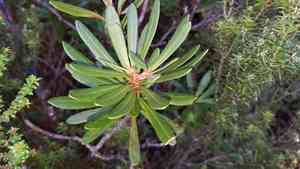 Tasmanian waratah(Telopea truncata)