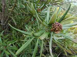 Tasmanian waratah(Telopea truncata)