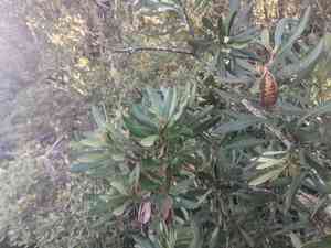 Tasmanian waratah(Telopea truncata)