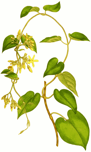 Chinese violet(Telosma cordata)
