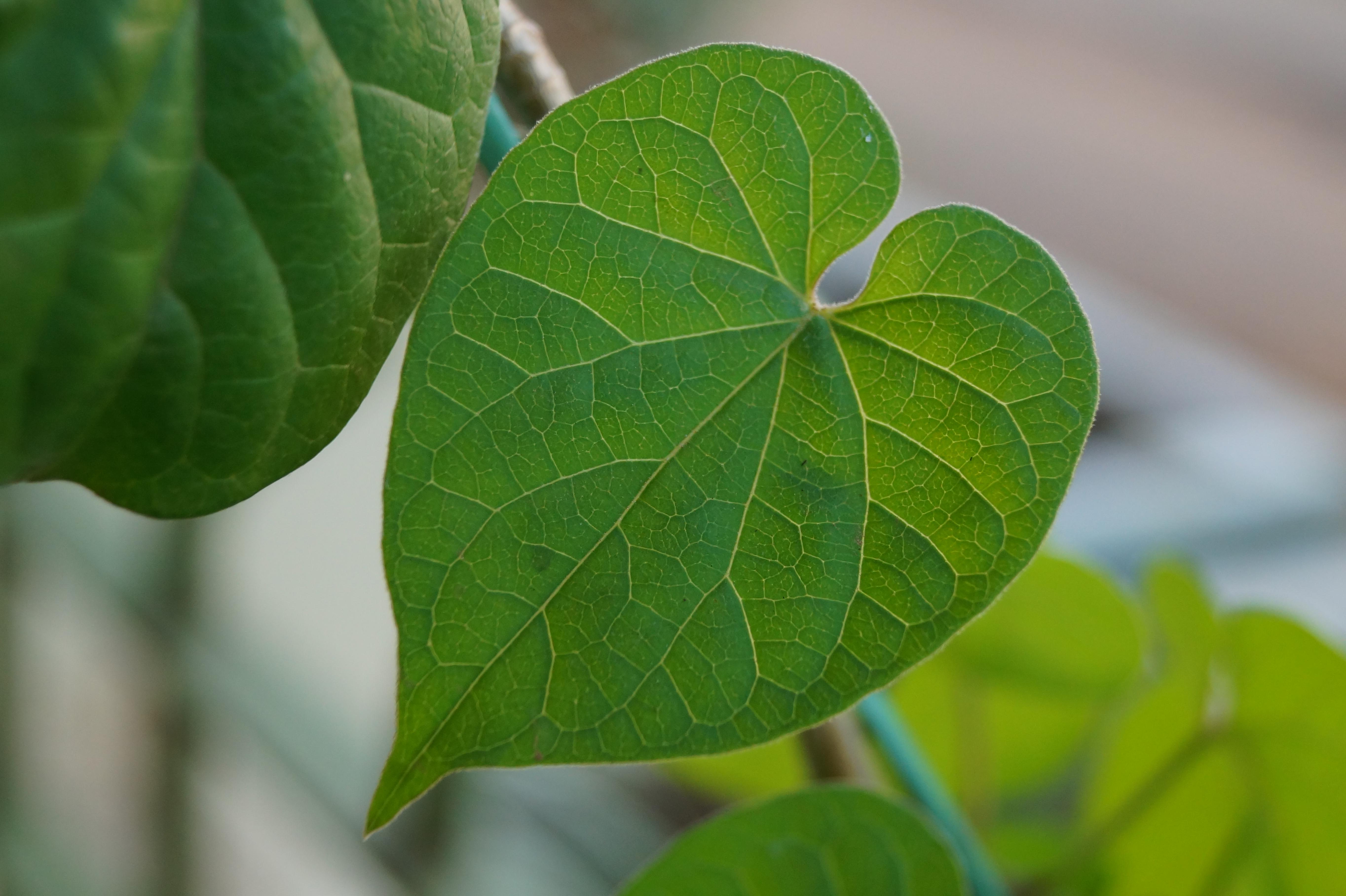 Telosma Chinese violet (Telosma cordata) Care Guide: Pests, Diseases, Watering ...