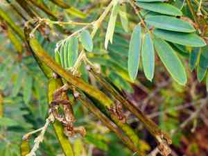 White tephrosia(Tephrosia candida)