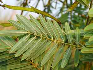 White tephrosia(Tephrosia candida)