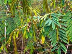 White tephrosia(Tephrosia candida)