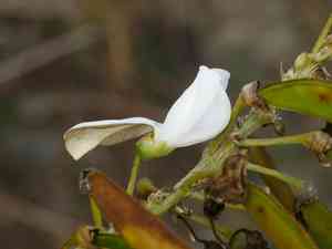 White tephrosia(Tephrosia candida)