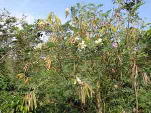 Vogel's tephrosia(Tephrosia vogelii)