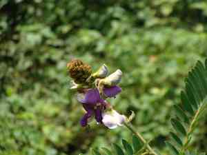 Vogel's tephrosia(Tephrosia vogelii)