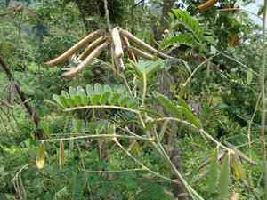 Vogel's tephrosia(Tephrosia vogelii)