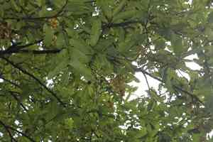 Arjuna(Terminalia arjuna)