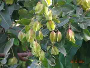 Arjuna(Terminalia arjuna)