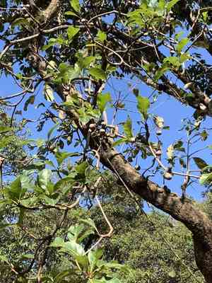 Beleric myrobalan(Terminalia bellirica)
