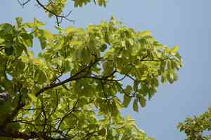 Beleric myrobalan(Terminalia bellirica)