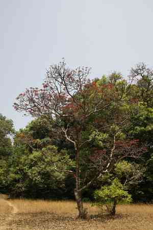 Beleric myrobalan(Terminalia bellirica)
