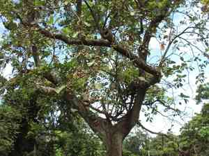 Beleric myrobalan(Terminalia bellirica)