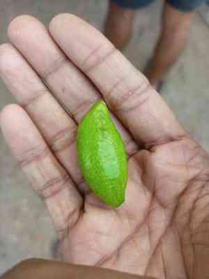 Black-myrobalan(Terminalia chebula)