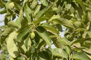 Black-myrobalan(Terminalia chebula)